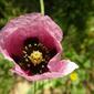 Dormideira-brava // Opium Poppy (Papaver somniferum)