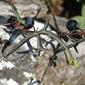 Pasionaria ala de ave (Passiflora tenuiloba)