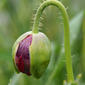 Dormideira-brava // Opium Poppy (Papaver somniferum)