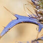 Cardinho-azul (Eryngium dilatatum)