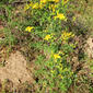 Hipericão-estriado // Flax-leaved St John's-wort (Hypericum perforatum subsp. perforatum)
