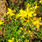 Erva-de-são-joão // St John's Wort (Hypericum perforatum subsp. perforatum)
