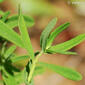 Erva-de-são-joão // St John's Wort (Hypericum perforatum subsp. perforatum)